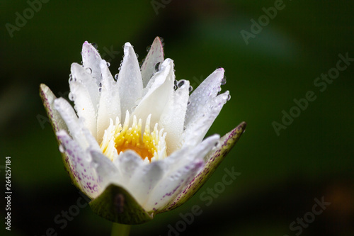 white lotus with water drops on dark background