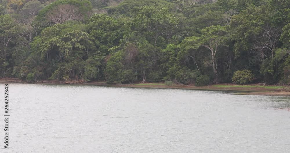 Panama Canal jungle hills shoreline along lake from ship. The locks system lifts a ship up 85 feet and down between the Atlantic and Pacific Ocean. 52 miles long. Panama Canal jungle hills shoreline along lake from ship. The locks system lifts a ship up 85 feet and down between the Atlantic and Pacific Ocean. 52 miles long.