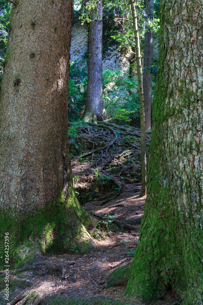 Wald am Pfänder Berg Wald am Pfänder Berg