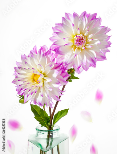 Dahlia Flower on a White Background