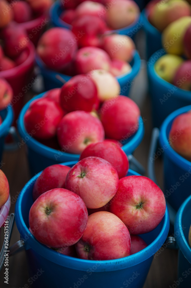 Red ripe apples in bucket. Freshly harvested homemade apple fruit