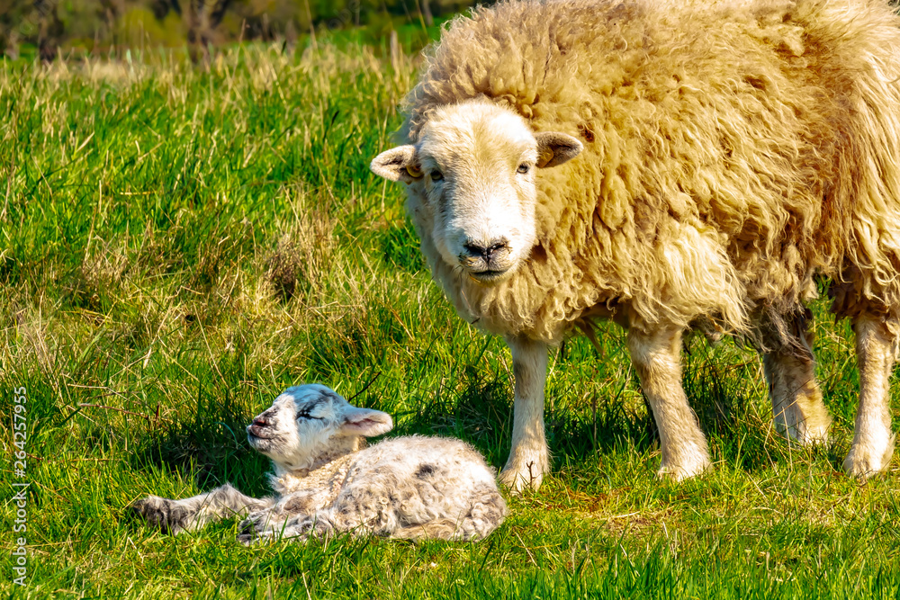 Baby Wildlife, Spring - A dear young lamb baby, lives with his sheep ...