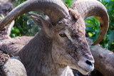 Bharal goat head closeup..