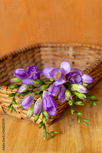 Fototapeta Naklejka Na Ścianę i Meble -  Beautiful background with purple freesia flowers