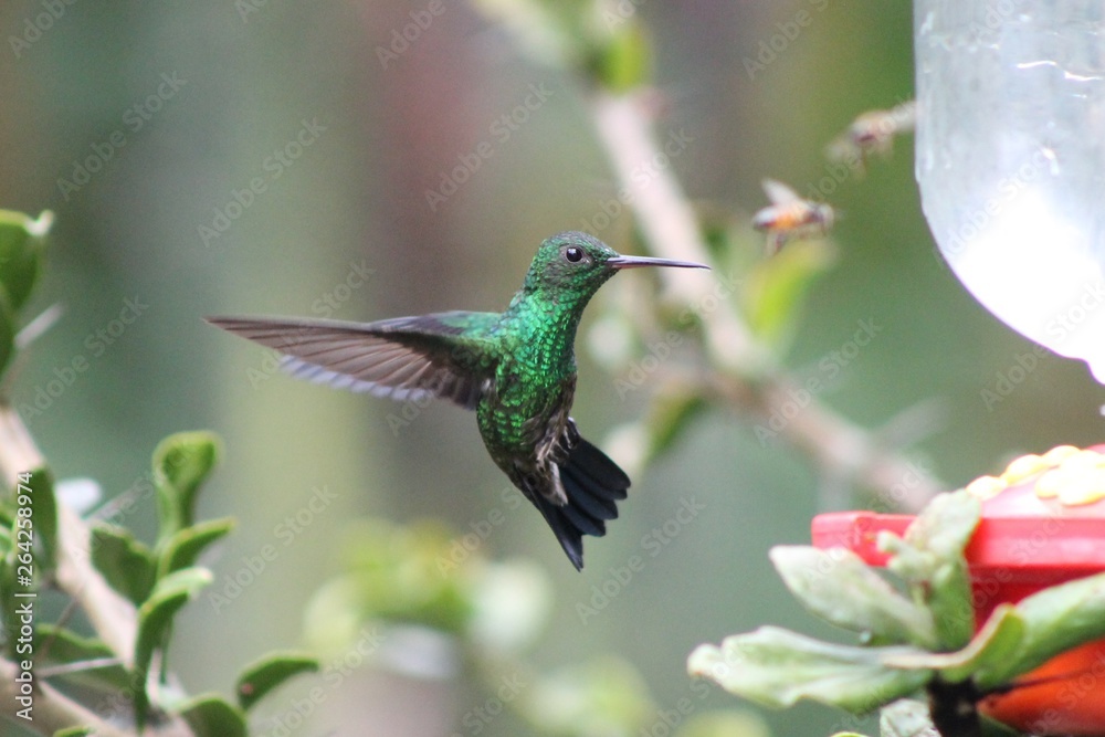 Naklejka premium Colibries