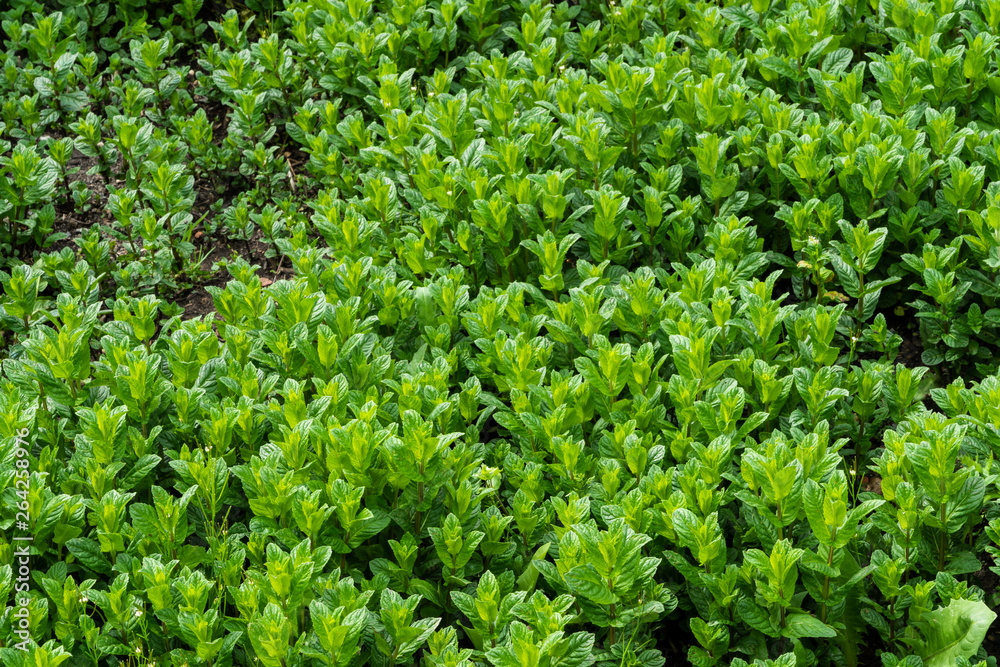 Minzen (Mentha) sind eine Pflanzengattung aus der Familie der Lippenblütengewächse ( Minzen (Mentha) sind eine Pflanzengattung aus der Familie der Lippenblütengewächse (