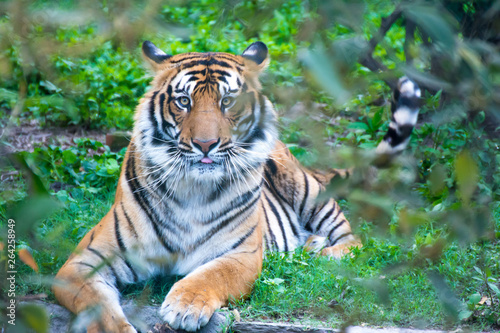 Bengal Tiger sitting in angry mood and eye contact