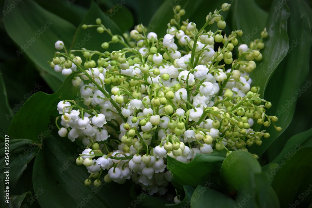 muguet en fleurs ,plante au jardin avec son feuillage muguet en fleurs ,plante au jardin avec son feuillage