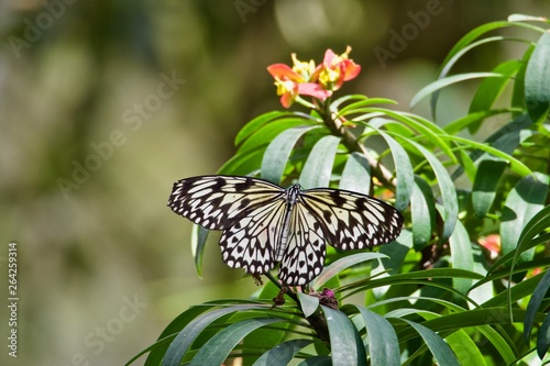 Tree Nymph Butterfly on a Green Leaf
