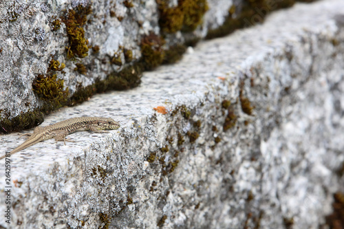 Lézard sur une pierre tombale. / Lizard on a gravestone.