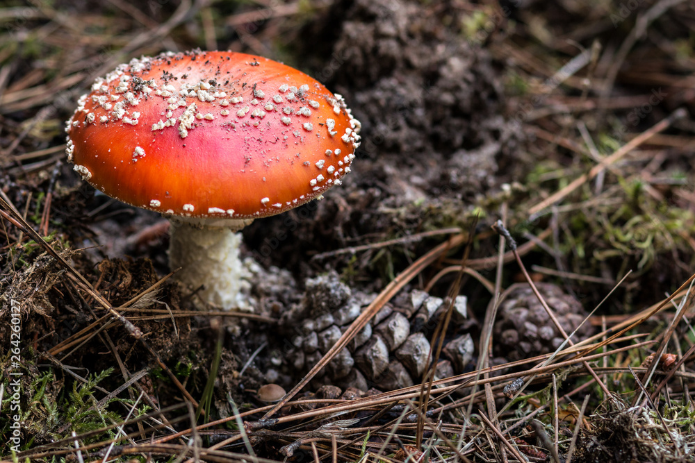 Seta Amanita Muscaria en el bosque Seta Amanita Muscaria en el bosque