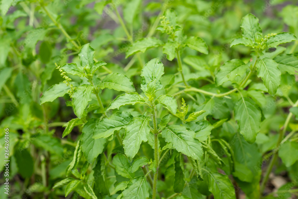 Lamiaceae flower is an herb known as blade lamiaceae in the thai language are commonly used in thai cuisine for certain stir-fries and curries such as phat kaphrao. Lamiaceae flower is an herb known as blade lamiaceae in the thai language are commonly used in thai cuisine for certain stir-fries and curries such as phat kaphrao.