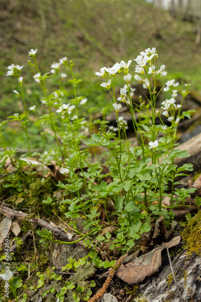 Large bittercress (Cardamine amara). A beautiful plant blooms over a mountain stream. Bieszczady Mountains. Poland Large bittercress (Cardamine amara). A beautiful plant blooms over a mountain stream. Bieszczady Mountains. Poland
