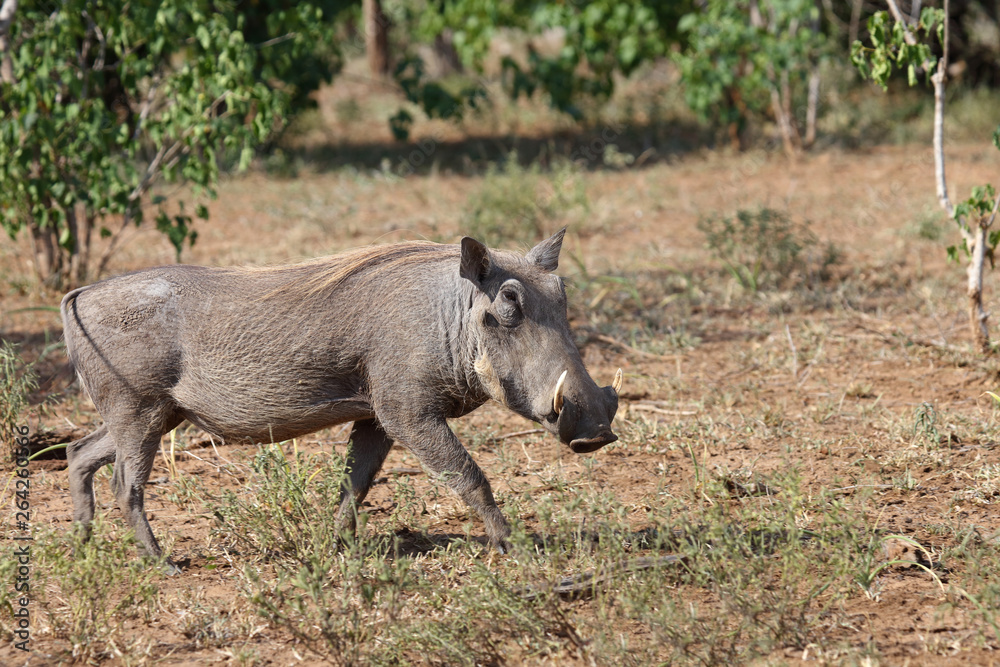 Warzenschwein / Warthog / Phacochoerus africanus Warzenschwein / Warthog / Phacochoerus africanus