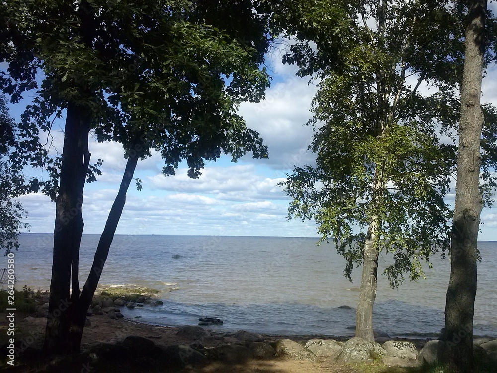 beautiful view of the Bay through the trees