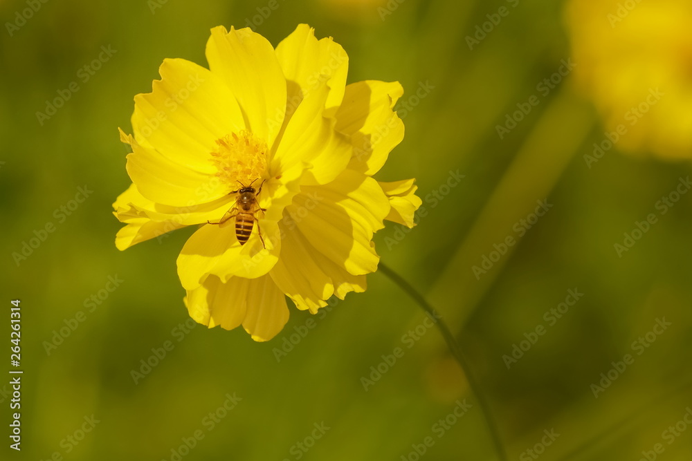 view of a little bee flying above yellow pollen of Mexican Aster with nature blurred background, nature on the bank of mekong river.