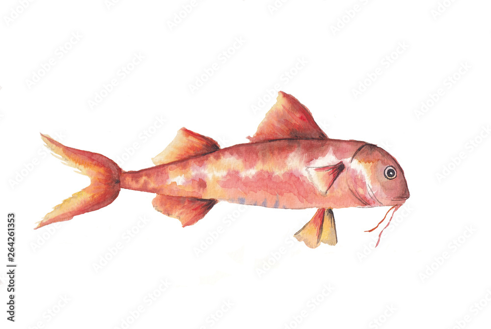 Obraz premium Orange fish