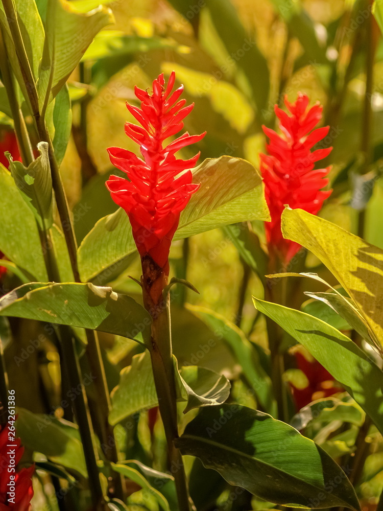 Beautiful red ginger blossom with green nature blurred background, It has cultivars called Jungle King and Jungle Queen. Beautiful red ginger blossom with green nature blurred background, It has cultivars called Jungle King and Jungle Queen.