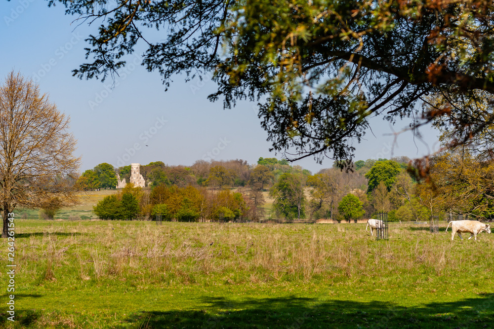 view from garden to the field with cow and old building view from garden to the field with cow and old building