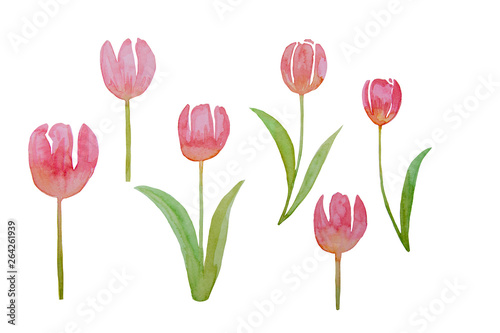 Hand-drawn atercolor pink spring Tulips isolated spring flowers. Greeting card design template. Copy space.