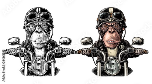 Monkey driving a motorcycle rides. Vector vintage engraving