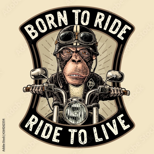 Monkey driving a motorcycle rides. Vector vintage engraving