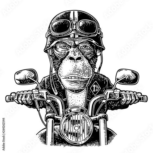 Monkey driving a motorcycle rides. Vector vintage engraving