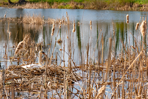 Wild white swan in nest in swan Lake