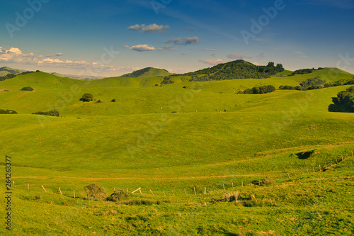 Meadow on gently sloped hill in Petaluma  CA  USA 