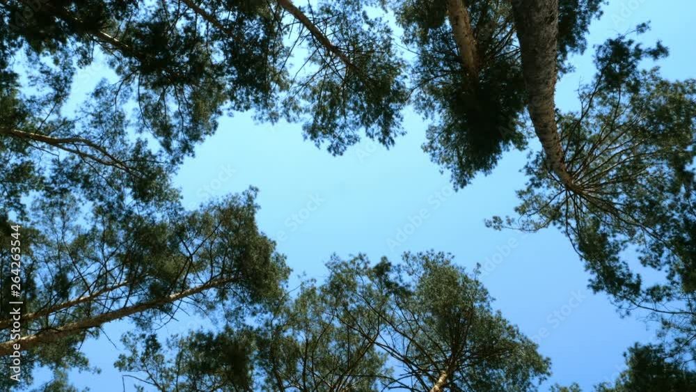 Beautiful nature. Bottom view of lush crown of tall pine in the forest against a blue sky on a sunny day. Clear blue sky. Beautiful nature. Bottom view of lush crown of tall pine in the forest against a blue sky on a sunny day. Clear blue sky.