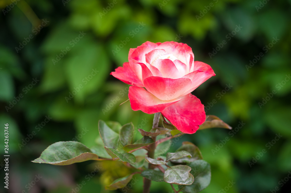 red rose in the garden red rose in the garden