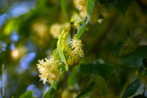 linden flower