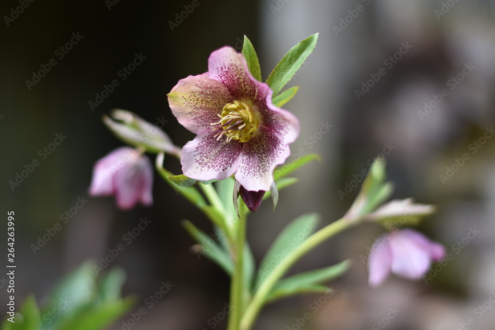 Gewöhnliche Kuhschelle (Pulsatilla vulgaris) Gewöhnliche Kuhschelle (Pulsatilla vulgaris)