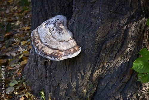 mushroom in the forest on a tree