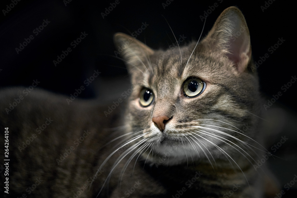 gray young domestic cat  with clever eyes