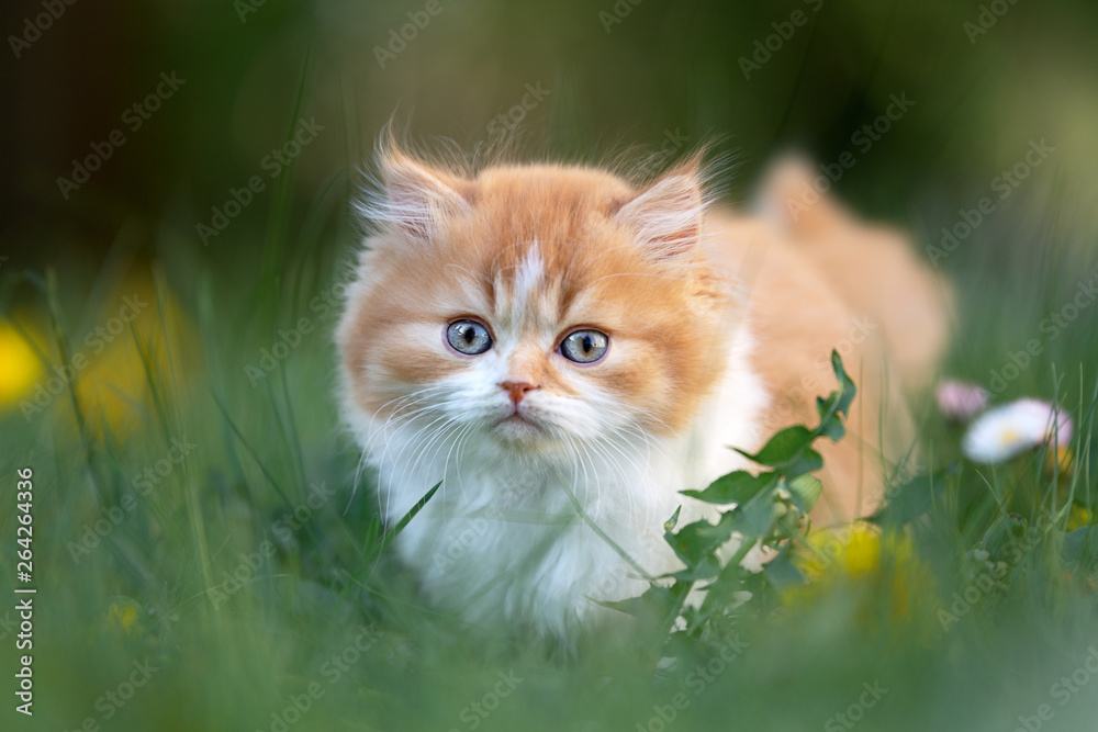 BLH Britisch Langhaar Kitten Kater in red-white auf einer Wiese mit Löwenzahn