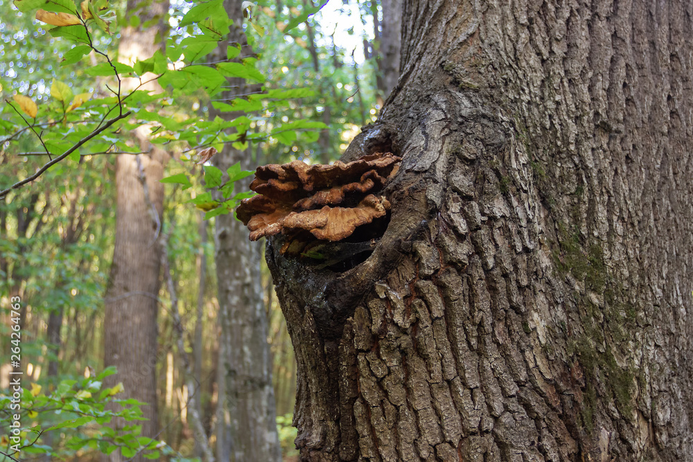 Mushrooms saprophytes and parasites grow in habitat in the forest. Mushrooms saprophytes and parasites grow in habitat in the forest.
