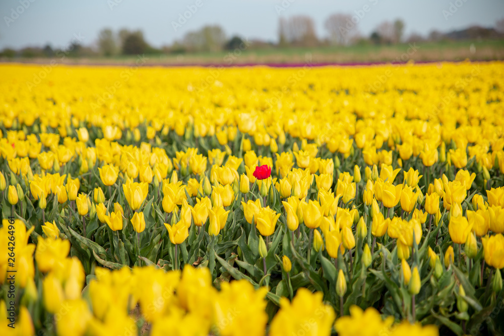 Fototapeta premium Tulip Field Norfolk England