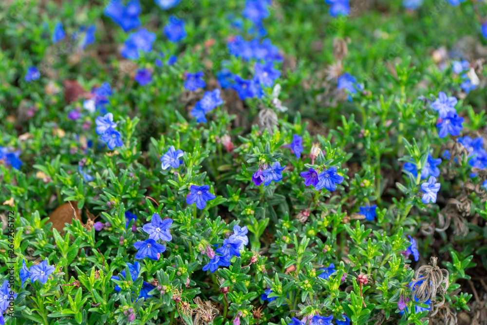 Naklejka premium Purple wildflowers