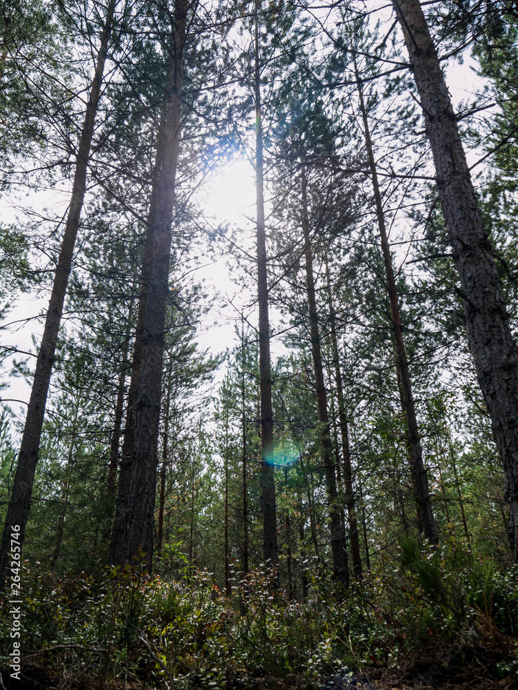 Obraz premium trees in the forest