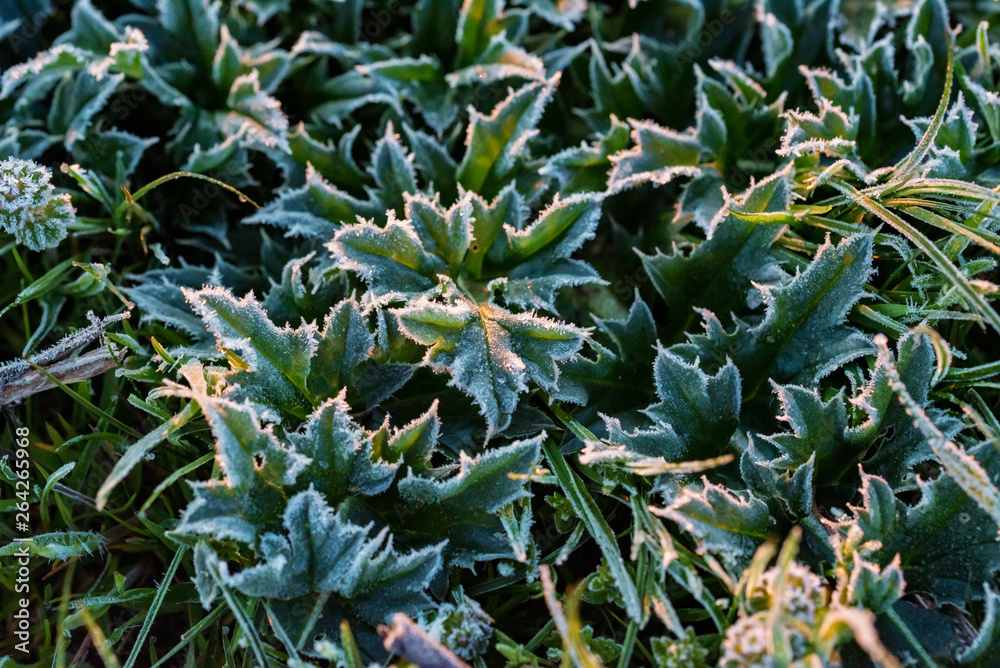 Fototapeta premium Close up plant under hoar frost in the morning in spring field