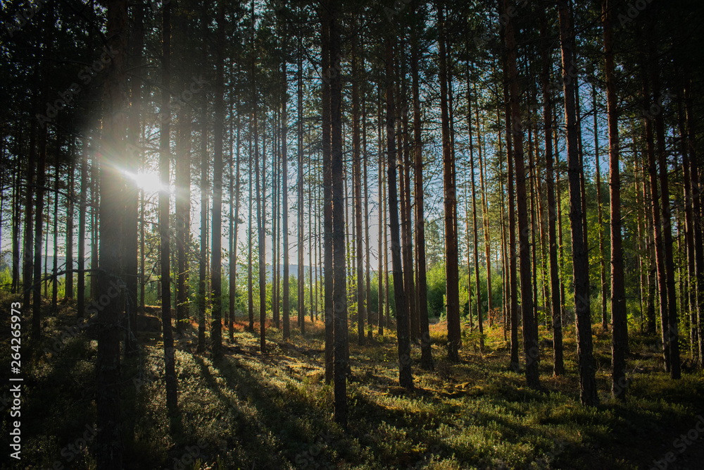 Fototapeta premium morning in the forest