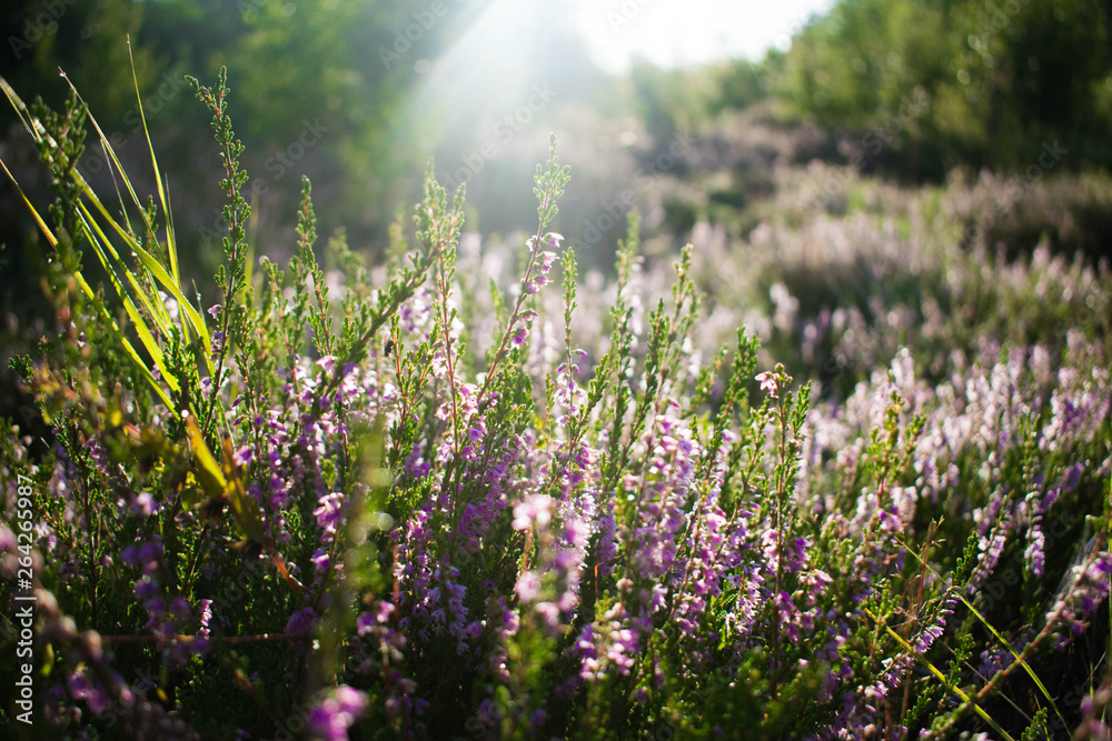 Obraz premium field of flowers