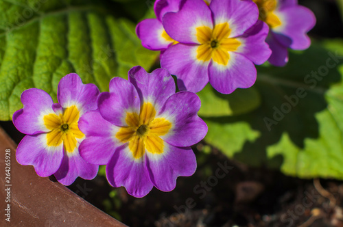 Young pink primrose primula flowers bouquet growing