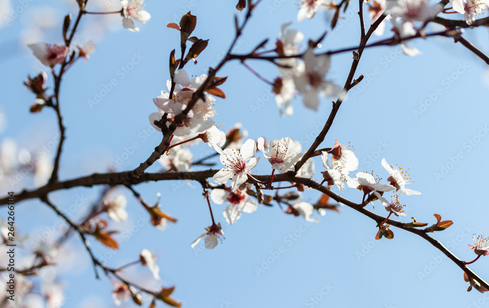 flowering tree