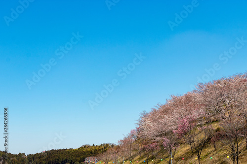 長柄ダムの桜 千葉県長生郡長柄町