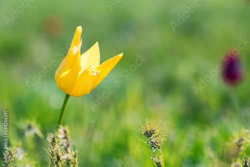 Close up yellow Schrenck's tulip or Tulipa Tulipa schrenkii in the steppe photo