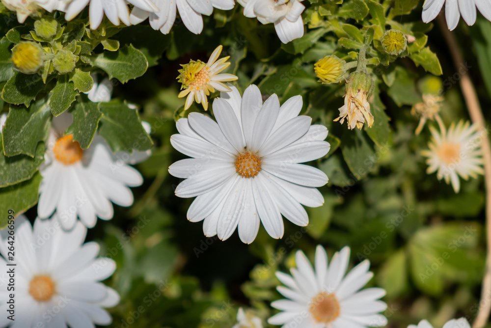 Obraz premium a white flower with the orange center of spring, in a garden in Barakaldo, Vizcaya