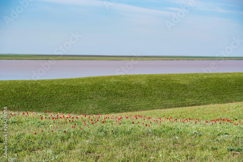 Schrenck's tulips or Tulipa Tulipa schrenkii and irises in the steppe field photo