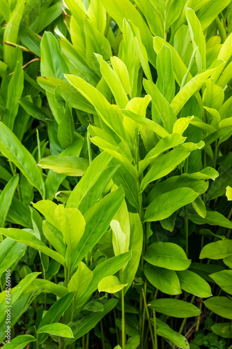 Galangal Sapling many trees Have both leaves White, light green, dark green are plant in the ginger family,is an herb used in cooking,especially in Indonesian and Thai cuisines.